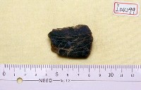 藏品(下顎骨)的圖片